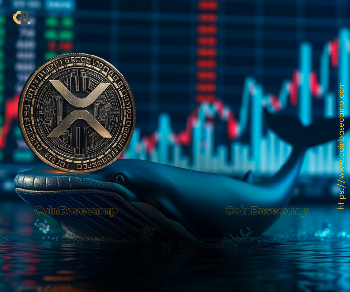 xrp-whale-up